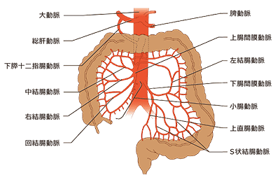 大腸領域イメージ